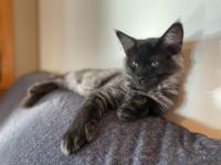 Maine Coon Cats for sale in Hillsville, VA 24343, USA. price: NA
