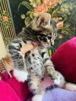 Maine Coon Cats for sale in Sarasota, FL, USA. price: NA