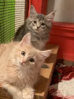 Maine Coon Cats for sale in San Diego, CA, USA. price: NA