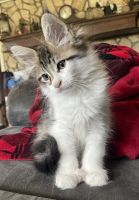 Maine Coon Cats for sale in Orange Park, FL 32073, USA. price: NA