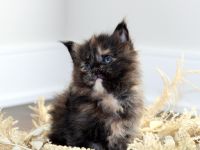 Maine Coon Cats for sale in Orange Park, FL 32073, USA. price: NA