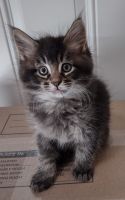 Maine Coon Cats for sale in Concord, NH, USA. price: NA