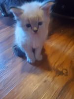 Maine Coon Cats for sale in Johnstown, NY 12095, USA. price: NA