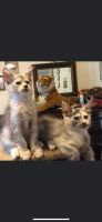 Maine Coon Cats for sale in Toronto, ON, Canada. price: $1,500