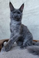 Maine Coon Cats for sale in Miami, FL, USA. price: $2,800