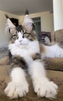 Maine Coon Cats for sale in Miami, FL, USA. price: $1,200