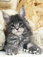 Maine Coon Cats for sale in Hollywood, FL, USA. price: $2,500