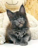 Maine Coon Cats for sale in Hollywood, FL, USA. price: $2,700