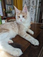 Maine Coon Cats for sale in Glenville, NC 28736, USA. price: $1,500