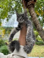 Maine Coon Cats for sale in Hollywood, FL, USA. price: $2,300