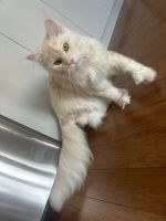 Maine Coon Cats for sale in Brooklyn, NY, USA. price: $2,000