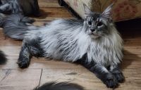 Maine Coon Cats for sale in Angola, IN 46703, USA. price: $2,000