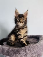 Maine Coon Cats for sale in Staten Island, New York. price: $1,500