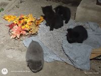 Maine Coon Cats for sale in Jersey City, NJ, USA. price: $200