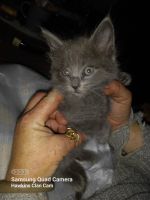 Maine Coon Cats for sale in Las Vegas, Nevada. price: $2,000