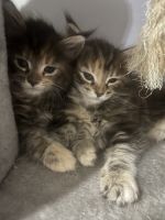 Maine Coon Cats for sale in North Miami, Florida. price: $2,000