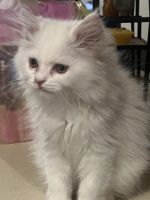 Maine Coon Cats for sale in Bloomington, Illinois. price: $550
