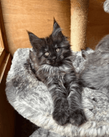 Maine Coon Cats for sale in Hodgenville, Kentucky. price: $800