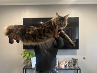 Maine Coon Cats for sale in Macon, Georgia. price: $1,000