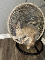 Maine Coon Cats for sale in Elko, Nevada. price: $89,801