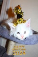 Maine Coon Cats for sale in Tampa, FL, USA. price: $2,000