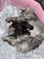 Maine Coon Cats for sale in Tampa, FL, USA. price: $2,000