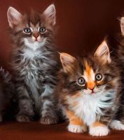 Maine Coon Cats for sale in Barnet, Greater London. price: 80 GBP
