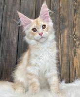 Maine Coon Cats for sale in Adin, California. price: $500