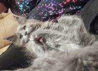 Maine Coon Cats for sale in Trevor, Wisconsin. price: $2,000