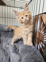 Maine Coon Cats for sale in Disputanta, Virginia. price: $150,000