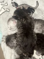 Maine Coon Cats for sale in Bloomington, Illinois. price: $650,800