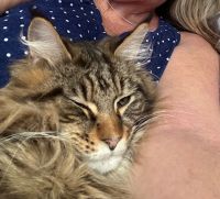 Maine Coon Cats for sale in Lemont, Illinois. price: $2,000