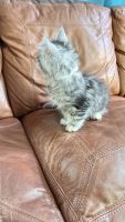 Maine Coon Cats for sale in Sacramento, California. price: $2,500