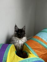 Maine Coon Cats for sale in St.Petersburg, Florida. price: $2,500