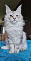 Maine Coon Cats for sale in Narberth, Pennsylvania. price: NA