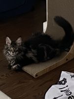 Maine Coon Cats for sale in Boston, Massachusetts. price: $2,200