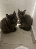 Maine Coon Cats for sale in Atlanta, Georgia. price: $1,800