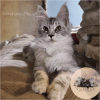 Maine Coon Cats for sale in Pleasant Grove, Utah. price: $350,000