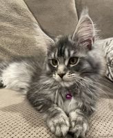 Maine Coon Cats for sale in Rocklin, California. price: $2,250