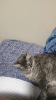 Maine Coon Cats for sale in Auburn, Washington. price: $500