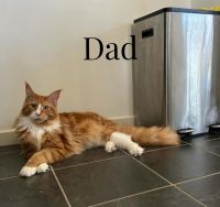 Maine Coon Cats for sale in Houston, Texas. price: $350