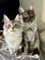 Maine Coon Cats for sale in Bauxite, Arkansas. price: $2,200