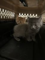 Maine Coon Cats for sale in Chantilly, Virginia. price: $2,500