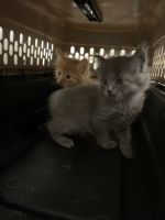 Maine Coon Cats for sale in Atlanta, Georgia. price: $2,500