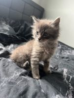 Maine Coon Cats for sale in Chantilly, Virginia. price: $1,800