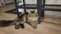 Maine Coon Cats for sale in Bolivia, North Carolina. price: $1,500