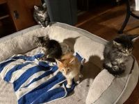 Maine Coon Cats for sale in Carlisle, Pennsylvania. price: $1,500
