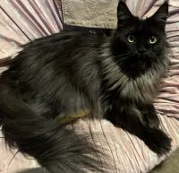 Maine Coon Cats for sale in Warren, Ohio. price: $1,500
