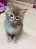 Maine Coon Cats for sale in Québec City, QC, Canada. price: $570