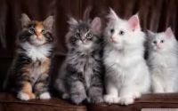 Maine Coon Cats for sale in Melrose Ave N, Hamilton, ON, Canada. price: NA